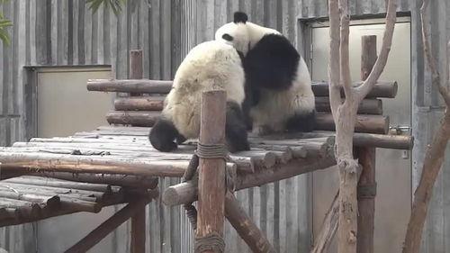 爆料熊猫事件视频大全最新,视频大全背后的惊人真相 第3张 爆料熊猫事件视频大全最新,视频大全背后的惊人真相 第3张